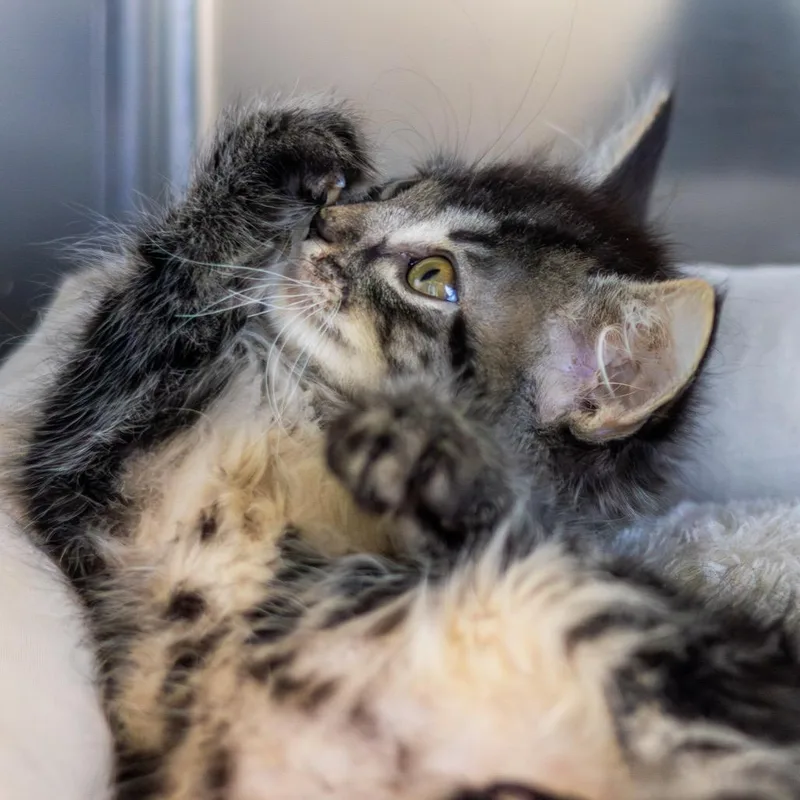 A baby small-sized male Black Domestic Medium Hair cat named Joey for adoption in Newark, DE