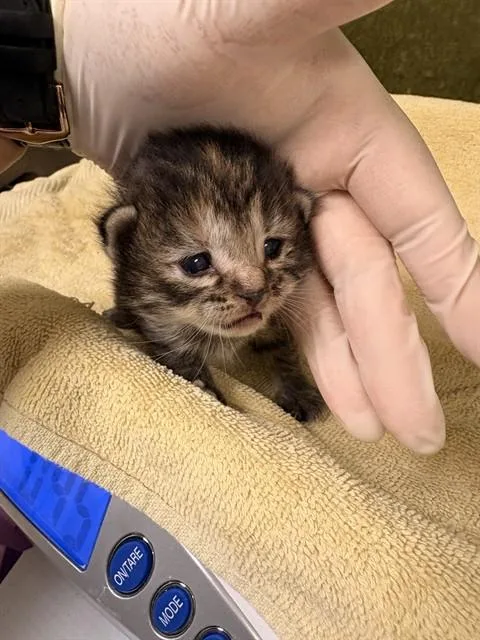A baby small-sized female Domestic Short Hair cat named Buffy for adoption in Riverside, CA