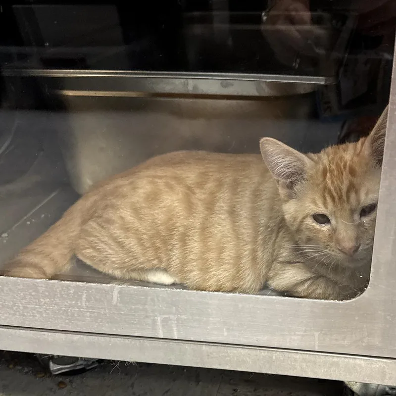 A baby small-sized male Orange / Red Domestic Short Hair cat named Tan Sixes for adoption in Austin, TX