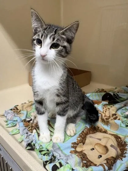 A baby medium-sized male Domestic Short Hair cat named Harbor for adoption in Pequot Lakes, MN