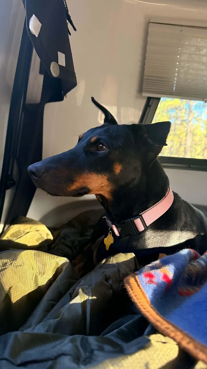 An adult medium-sized female Doberman Pinscher dog named Queen Jolene for adoption in Salt Lake City, UT