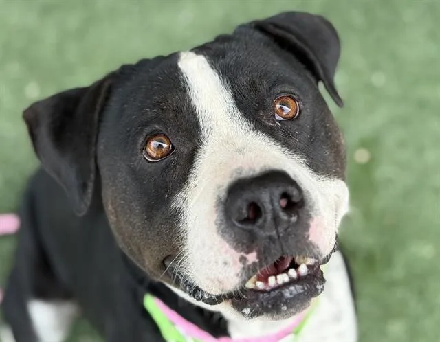 An adult medium-sized female Pit Bull Terrier dog named Tawny for adoption in Tucson, AZ
