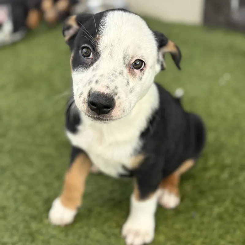 Darla AKA Darling
