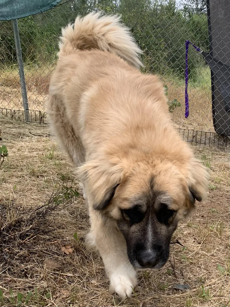 Artemis