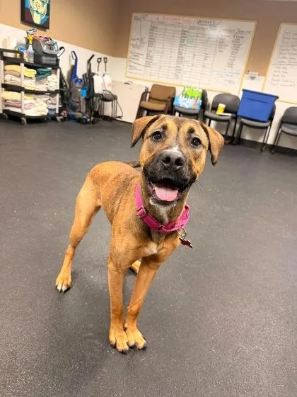 A young medium-sized female Boxer dog named Maisie for adoption in Valparaiso, IN