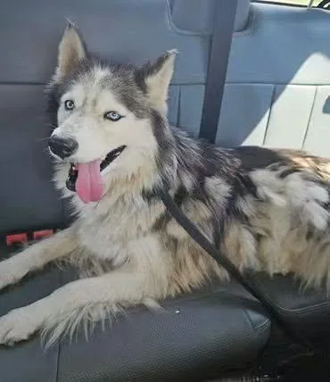 An adult medium-sized female Siberian Husky dog named Willow for adoption in Speedway, IN