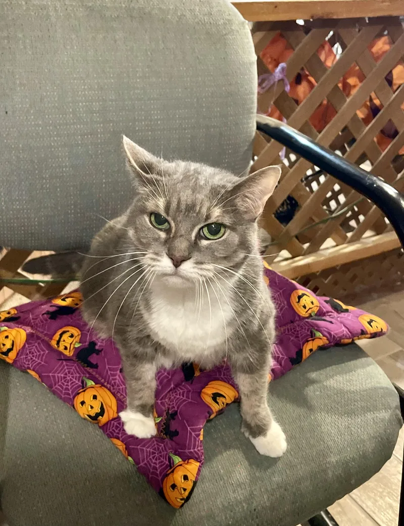 A senior medium-sized female Gray / Blue / Silver Domestic Short Hair cat named Izzy and Silvie for adoption in Lacon, IL