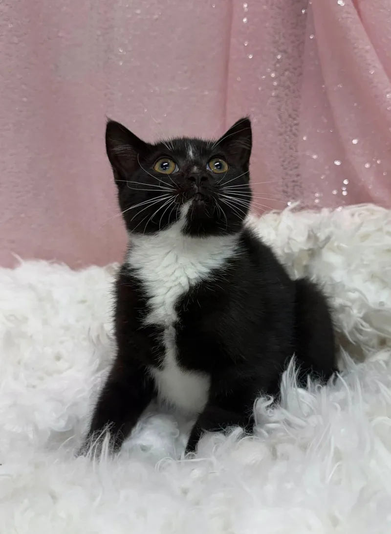 A young medium-sized female Black & White / Tuxedo Domestic Short Hair cat named Helena for adoption in Clarkesville, GA