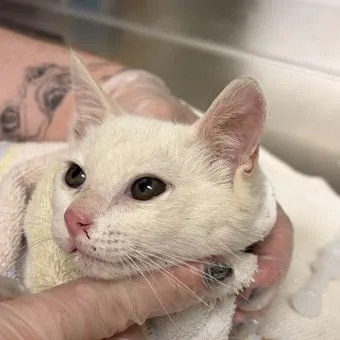 A baby small-sized female White Domestic Short Hair cat named Xena Warrior Princess for adoption in Asheville, NC