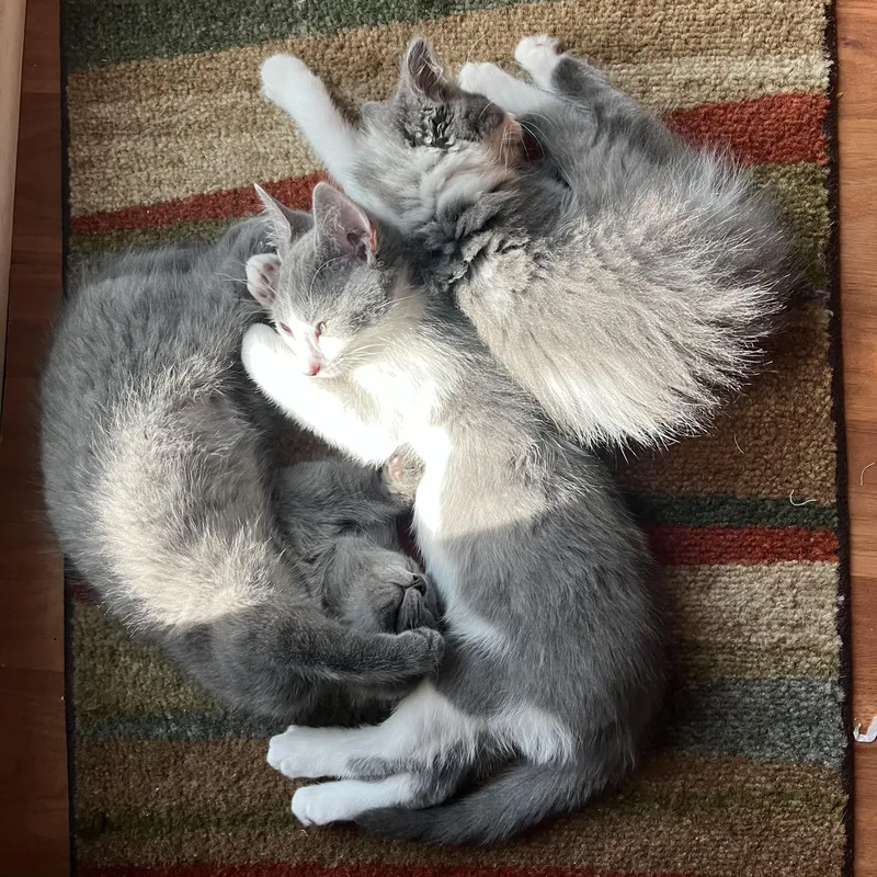 A baby small-sized male Gray & White Domestic Short Hair cat named Brosa for adoption in Grand Rapids, MI