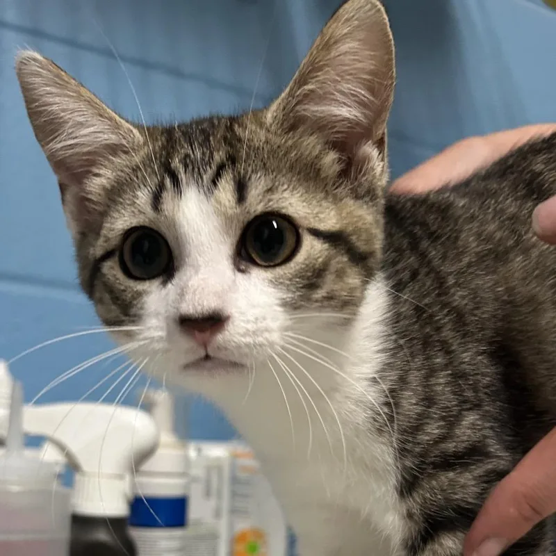 A baby small-sized female Brown / Chocolate Domestic Short Hair cat named Claire for adoption in Newport, NC