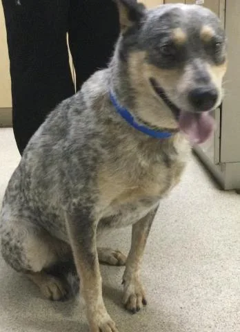 A young medium-sized male Australian Cattle Dog / Blue Heeler dog named Sprout for adoption in Riverside, CA