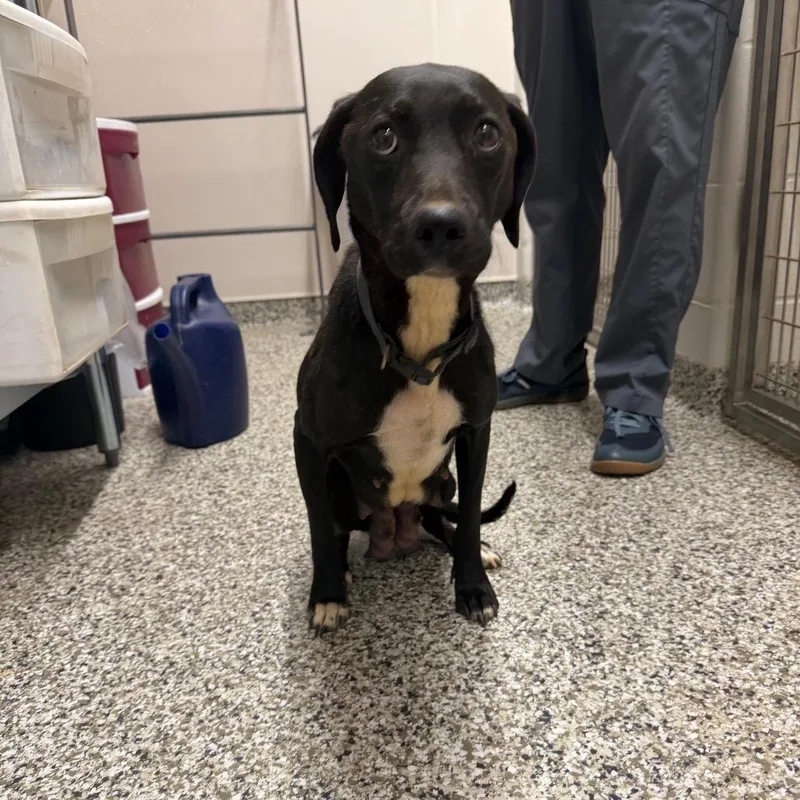An adult small-sized female Black Pit Bull Terrier dog named Mickey D for adoption in Morganton, NC