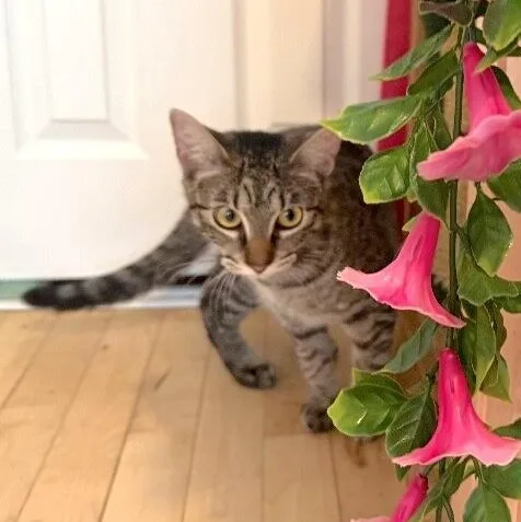 A young medium-sized female Tabby (Brown / Chocolate) Domestic Short Hair cat named Biscuit Butter for adoption in Friendswood, TX