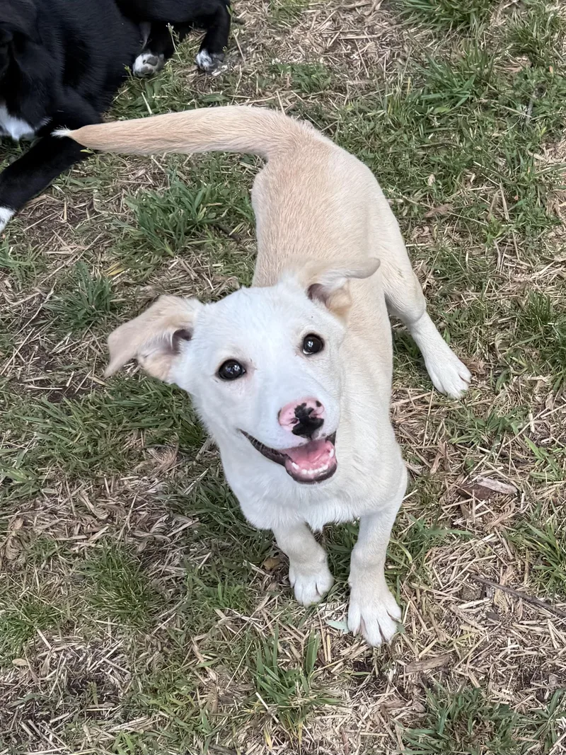 A baby medium-sized male Mixed Breed dog named Lux for adoption in Succasunna, NJ