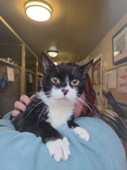 An adult medium-sized female Domestic Short Hair cat named Zigs for adoption in Bloomsburg, PA