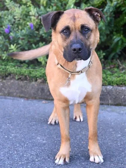 An adult large-sized male Brown / Chocolate Mixed Breed dog named Walrus for adoption in Florence, OR