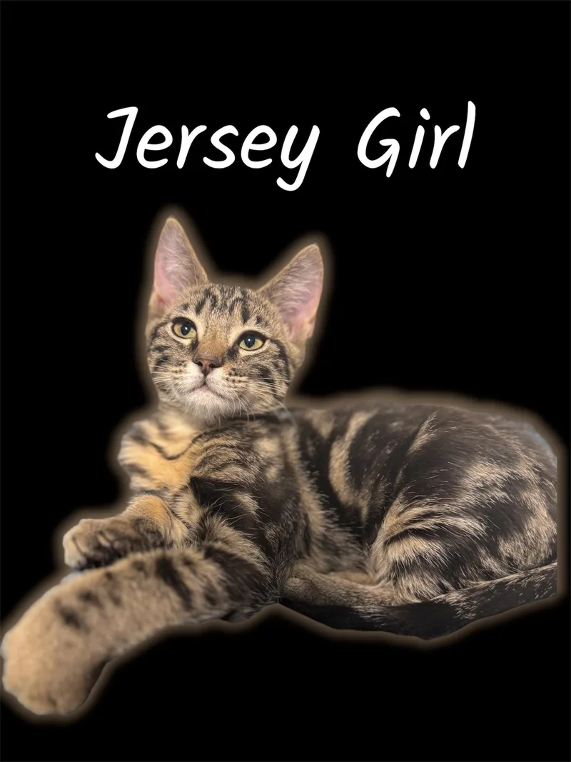 A baby small-sized female Tabby (Brown / Chocolate) Domestic Short Hair cat named Jersey Girl for adoption in Auburn, CA