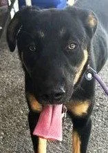 A young large-sized female German Shepherd Dog dog named Nora for adoption in Carrollton, GA