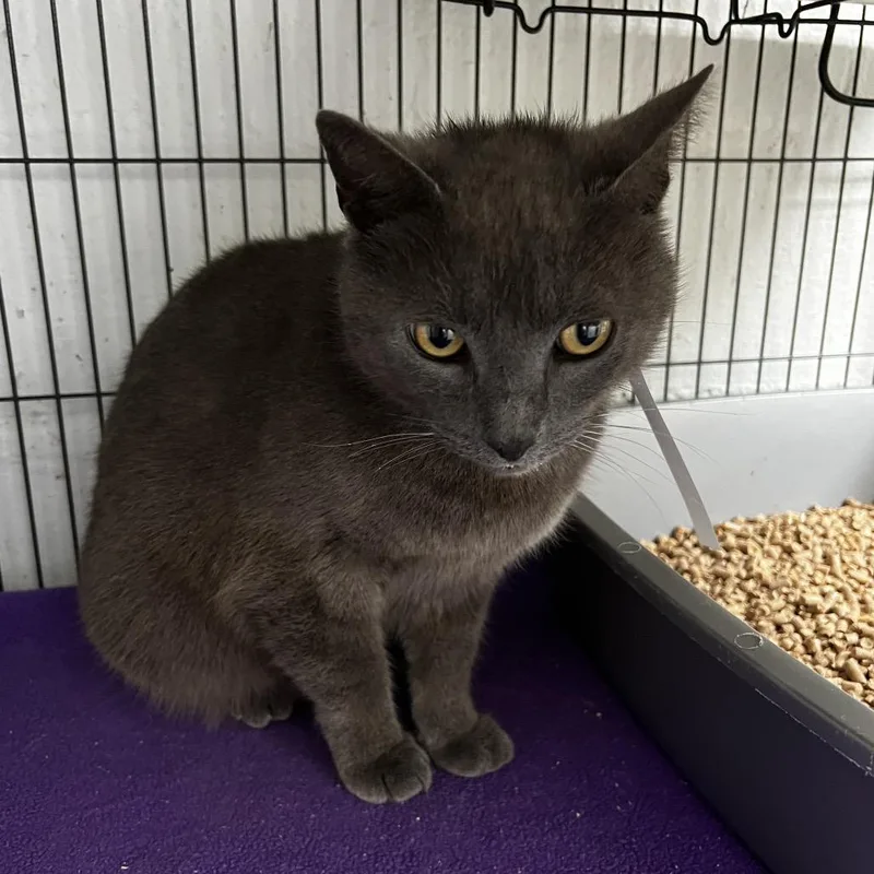 An adult large-sized male Gray / Blue / Silver Domestic Short Hair cat named Pendleton for adoption in Birmingham, AL
