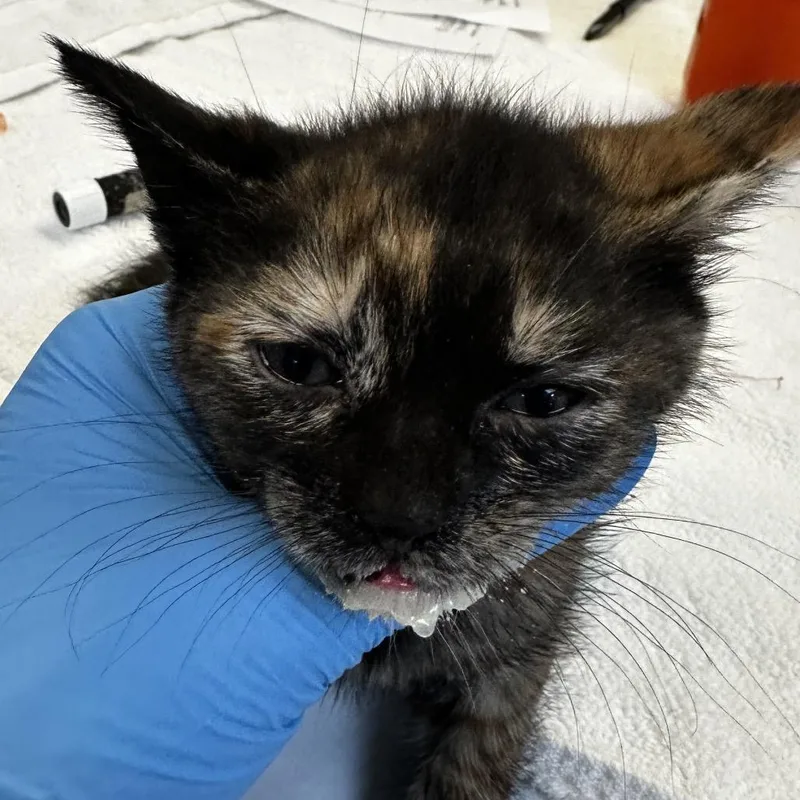 A baby small-sized female Tortoiseshell Domestic Short Hair cat named Natasha for adoption in Ojai, CA