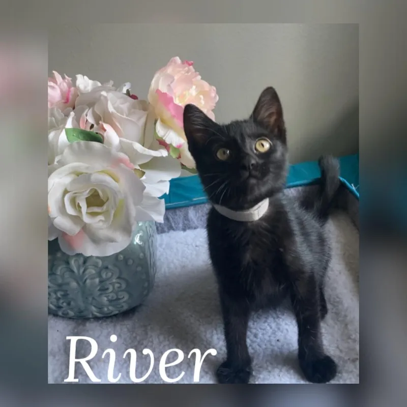 A baby medium-sized male Black Domestic Short Hair cat named River for adoption in Vacaville, CA