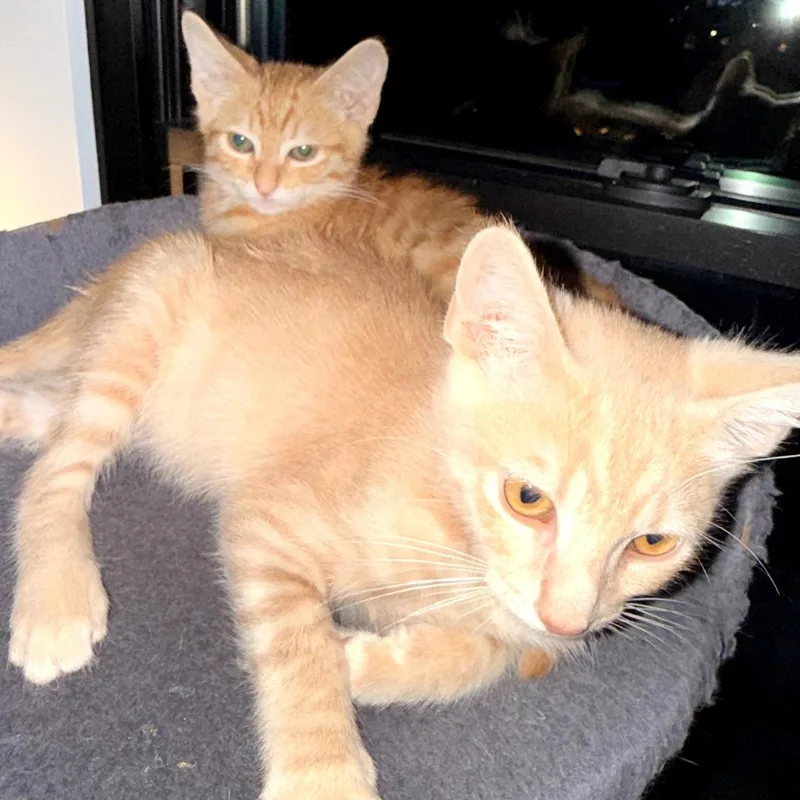 A baby small-sized male Orange / Red Domestic Short Hair cat named Melo for adoption in Durham, NC