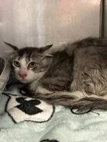 An adult medium-sized male Tabby (Buff / Tan / Fawn) Domestic Short Hair cat named Slipknot for adoption in Cibolo, TX