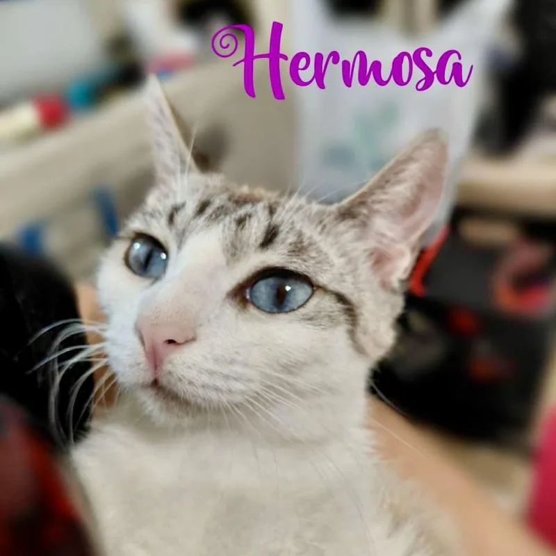 A young medium-sized female Cream Point Siamese cat named Hermosa for adoption in Liverpool, TX