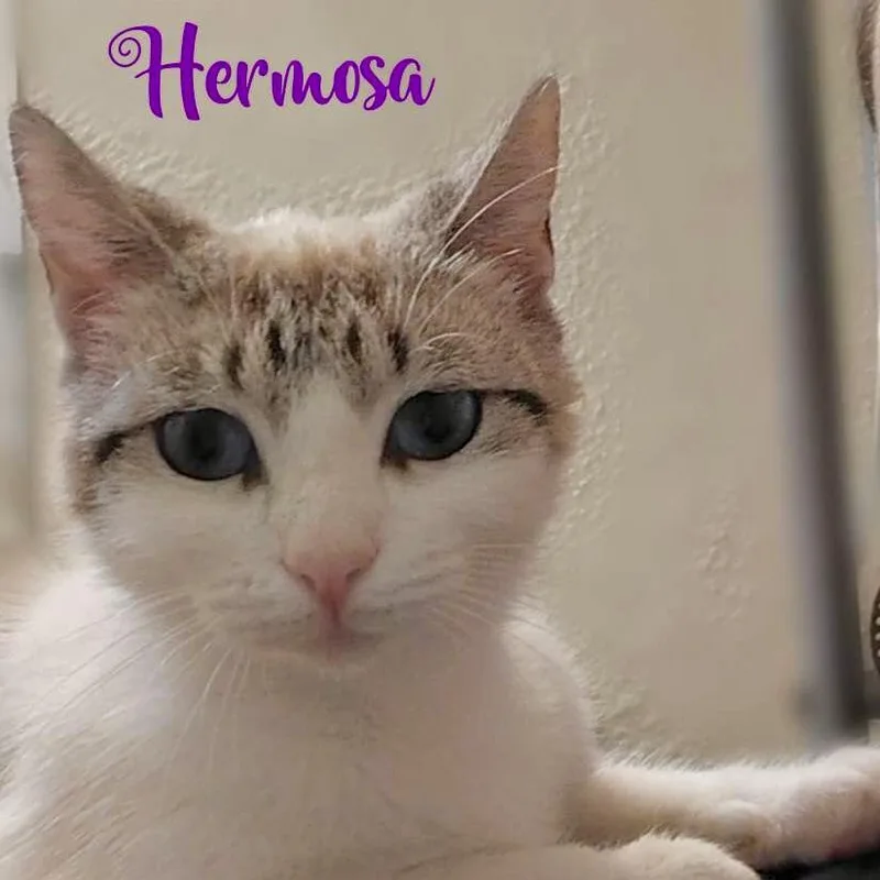 Hermosa thumbnail 6