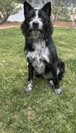 Pedro