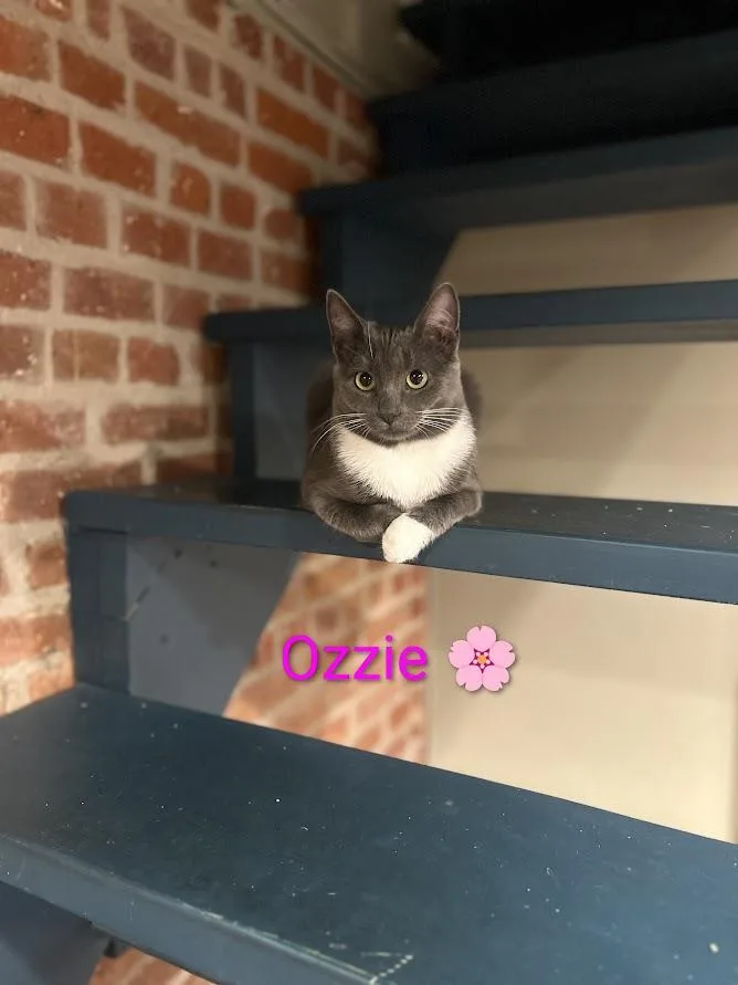 A young medium-sized female Gray & White Domestic Short Hair cat named Ozzie 💮 for adoption in Walla Walla, WA