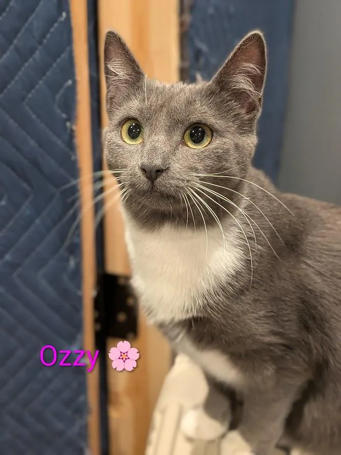 Ozzie 💮 thumbnail 2