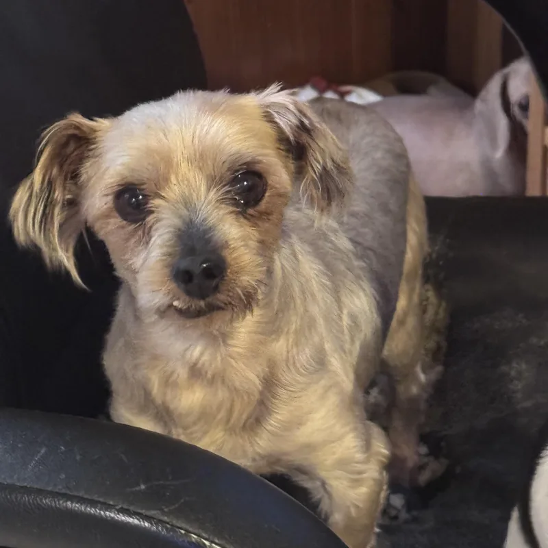 Rufus thumbnail 2