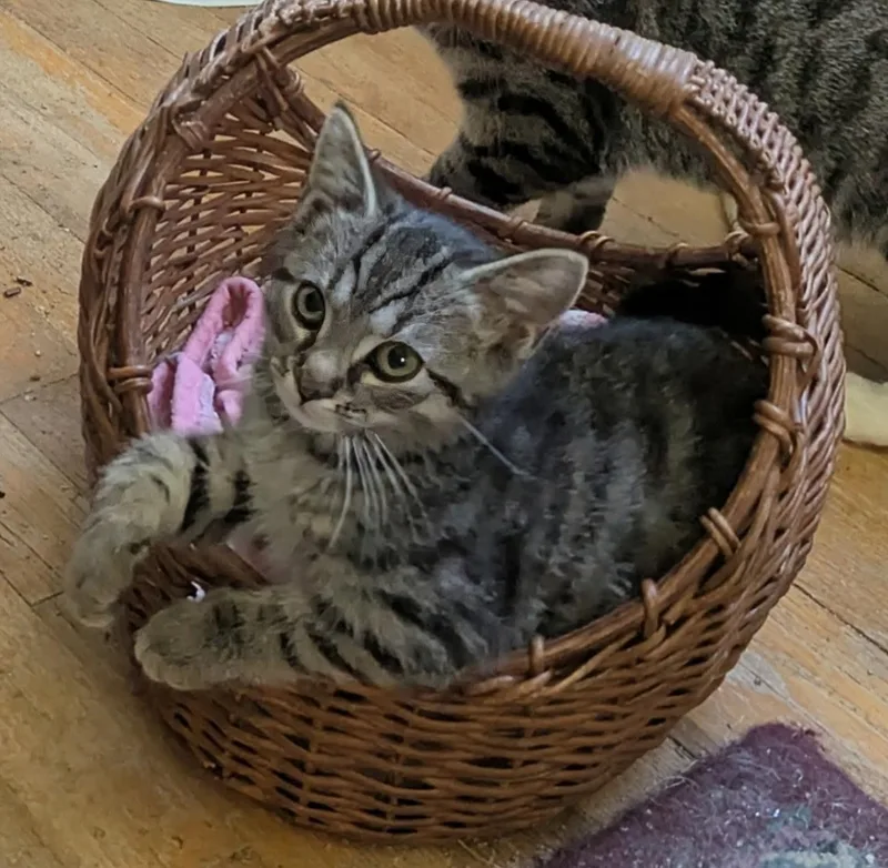 A baby medium-sized male Tabby (Gray / Blue / Silver) Domestic Short Hair cat named Ash for adoption in Export, PA