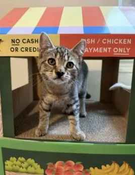 A baby medium-sized male Tabby (Brown / Chocolate) Domestic Short Hair cat named Reed for adoption in Othello, WA