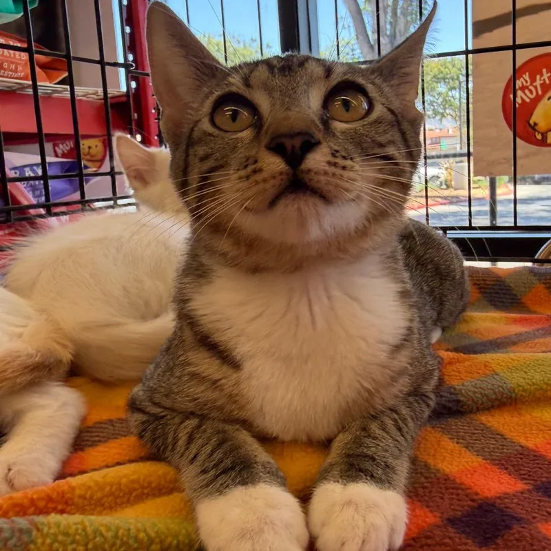 A baby small-sized female Gray / Blue / Silver Domestic Short Hair cat named Berry for adoption in Morgan Hill, CA