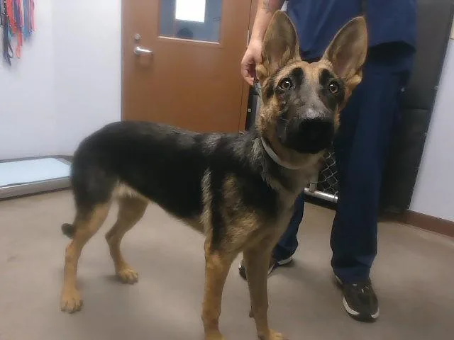 A young large-sized female German Shepherd Dog dog named Buttercup for adoption in Phoenix, AZ