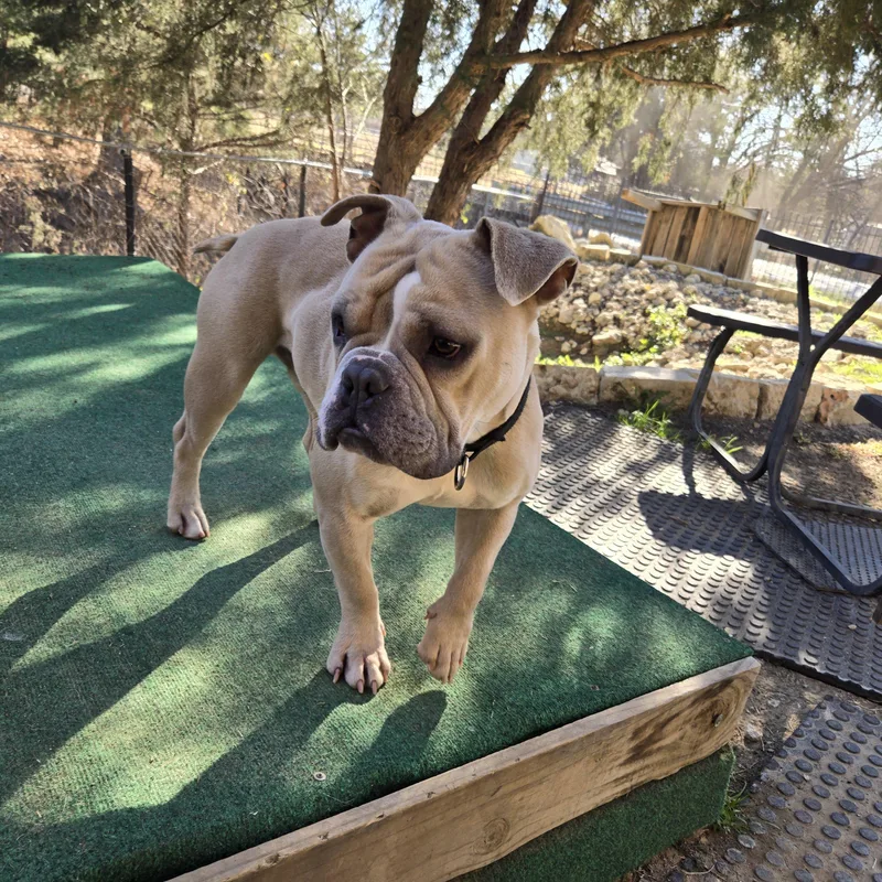 Wishbone thumbnail 2