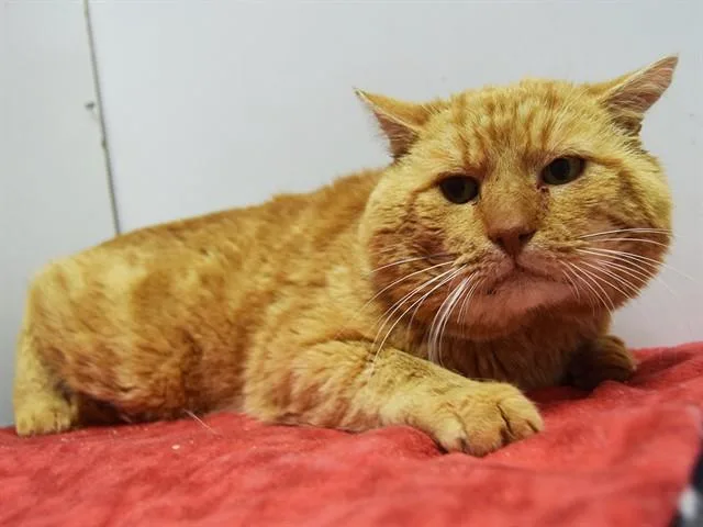 An adult large-sized male Domestic Short Hair cat named Flynn for adoption in Sacramento, CA