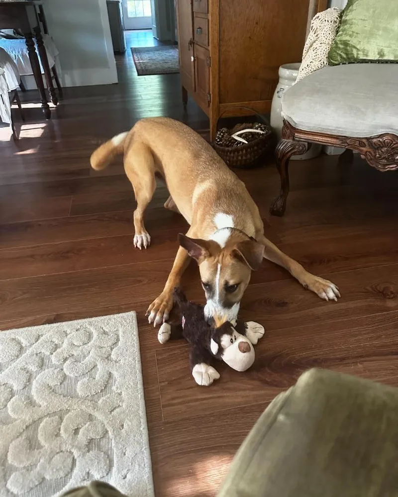 Justice Lee thumbnail 2