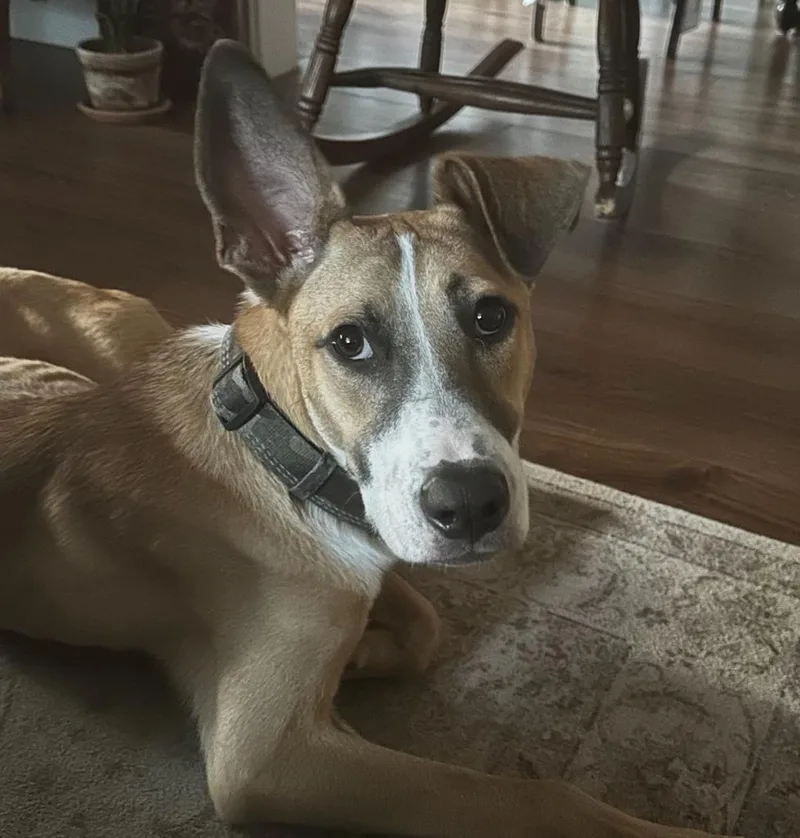 Justice Lee thumbnail 5