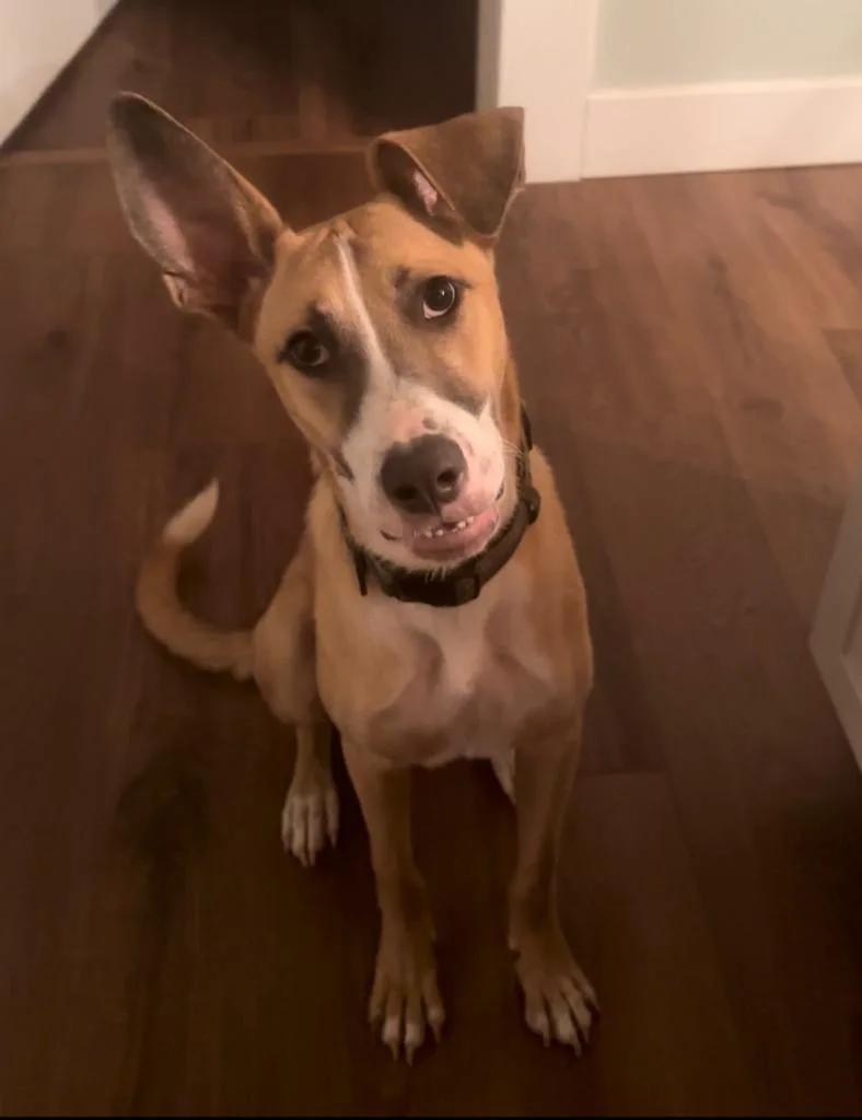 Justice Lee thumbnail 6