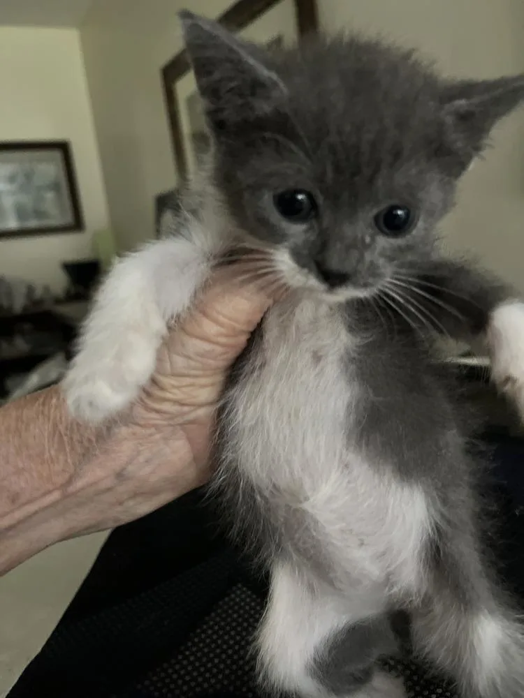 A baby small-sized female Domestic Short Hair cat named Valerie for adoption in Ocala, FL