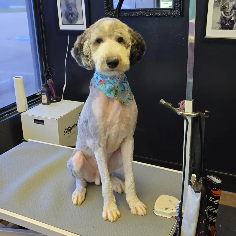 A young medium-sized male Merle (Blue) Sheepadoodle dog named Wally for adoption in Farmington, MO