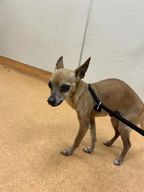 A senior small-sized male Chihuahua dog named Sancho for adoption in Martinez, CA
