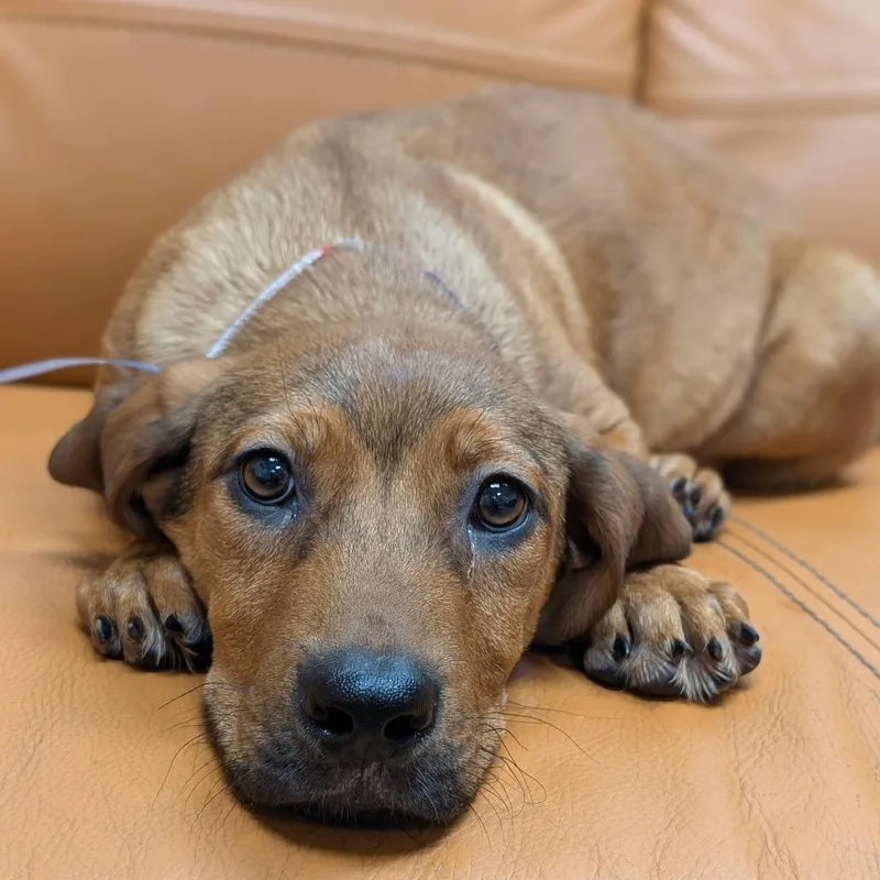 A baby small-sized male Shepherd dog named Charlie for adoption in Parker, CO