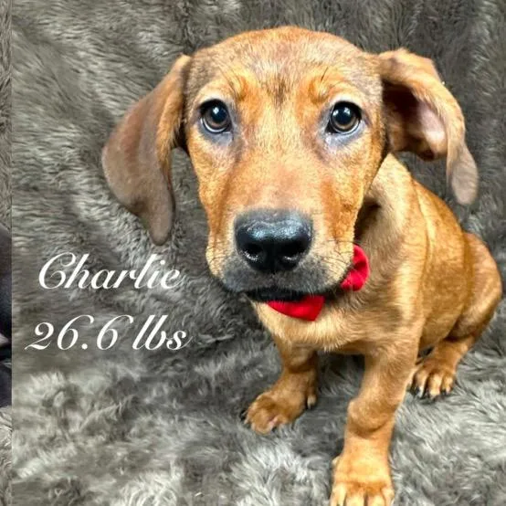 Charlie thumbnail 3
