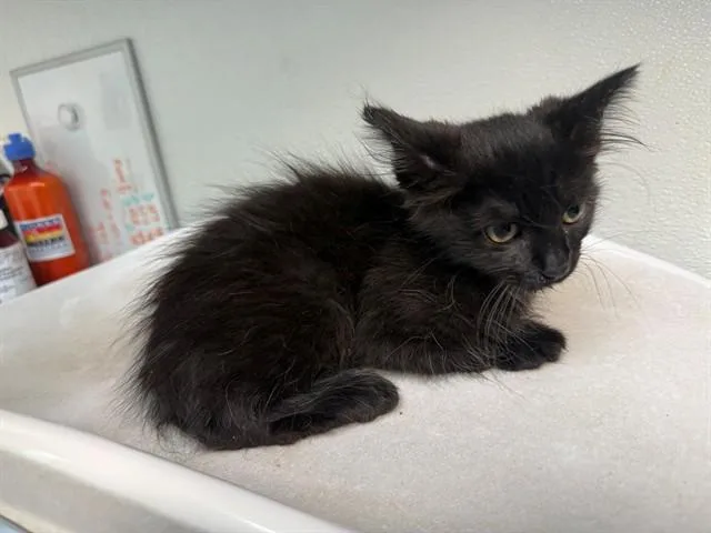 A baby small-sized female Domestic Medium Hair cat named Mercy for adoption in Antioch, CA