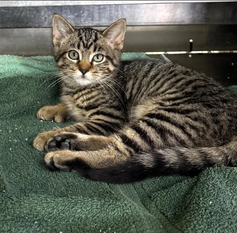 A baby small-sized female Domestic Short Hair cat named Ursla for adoption in Lagrange, IN